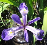 Iris virginica @ Trail Creek Fen