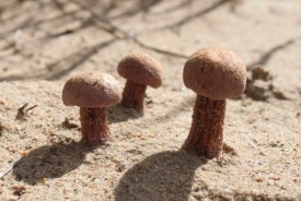 Laccaria trullisata